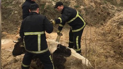 На Житомирщині служба порятунку врятувала корову, яка застрягла в багнюці На Житомирщині служба порятунку врятувала корову, яка застрягла в багнюці
