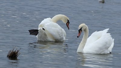 На Херсонщині у Каховському водосховищі оселились червонокнижні лебеді-шипуни На Херсонщині у Каховському водосховищі оселились червонокнижні лебеді-шипуни