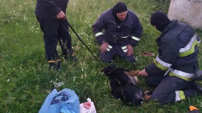 На Львівщині рятувальники вивільнили собаку з капкану