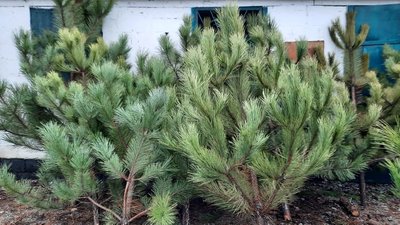 Перевірка за штрихкодом: у Приазовському лісгоспі планують реалізувати близько 2000 ялинок та сосен Перевірка за штрихкодом: у Приазовському лісгоспі планують реалізувати близько 2000 ялинок та сосен