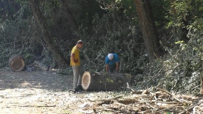 Біля траси Харків – Сімферополь у Запоріжжі вирубали дерева. Посадовці кажуть, що планово Біля траси Харків – Сімферополь у Запоріжжі вирубали дерева. Посадовці кажуть, що планово