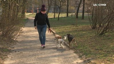 Нові правила вигулу собак: як це вплинуло на власників і притулки на Сумщині