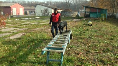 вівчарка Фріда та лабрадор Норіс вівчарка Фріда та лабрадор Норіс