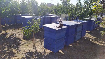 Бердянські пасічники отримають державну грошову допомогу Бердянські пасічники отримають державну грошову допомогу