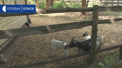 За сприяння карантину: у тварин та птахів Черкаського зоопарку поповнення За сприяння карантину: у тварин та птахів Черкаського зоопарку поповнення