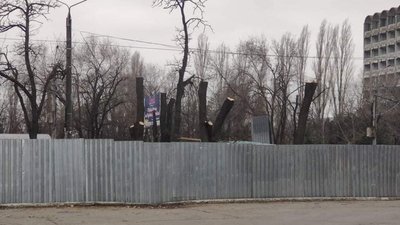 Обрізка дерев у Миколаєві: хто здійснює роботи та наскільки вони законні Обрізка дерев у Миколаєві: хто здійснює роботи та наскільки вони законні