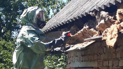 На Прикарпатті все частіше виявляють гнізда шершнів
