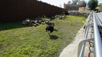 У Харкові після реконструкції частково відкрили зоопарк: фоторепортаж У Харкові після реконструкції частково відкрили зоопарк: фоторепортаж