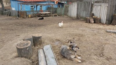 "Гниле місце". Як живуть люди у селі, яке розташоване на болотах на Сумщині "Гниле місце". Як живуть люди у селі, яке розташоване на болотах на Сумщині