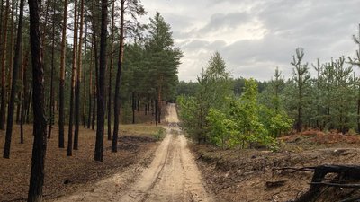 Ліс Черкащина