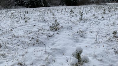 Новорічну ялинку можна буде купити в розсадниках на Міжгірщині Новорічну ялинку можна буде купити в розсадниках на Міжгірщині