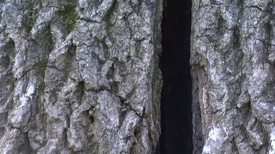 "Лесин ясен" у Луцьку руйнується і може впасти "Лесин ясен" у Луцьку руйнується і може впасти
