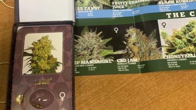 Українець хотів ввезти через Ягодин насіння коноплі на понад мільйон гривень
