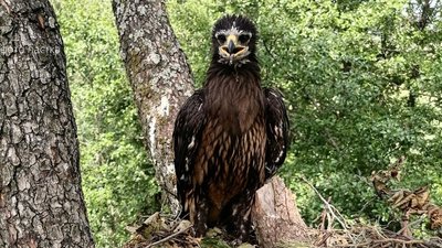 Всесвітній день тварин: у Нобельському парку на Рівненщині розповіли про місцеву червонокнижну фауну