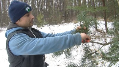 Волинська родина майструє новорічні дерева з гілок хвойних дерев Волинська родина майструє новорічні дерева з гілок хвойних дерев