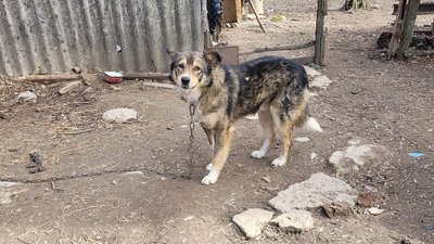 На Вінниччині суд виніс вирок чоловіку, який хотів повісити на дереві свого пса