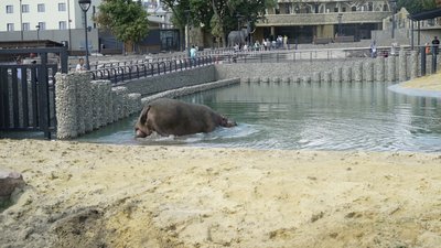 У Харкові після реконструкції частково відкрили зоопарк: фоторепортаж У Харкові після реконструкції частково відкрили зоопарк: фоторепортаж