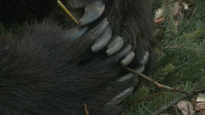 ведмеді у Черкасах ведмеді у Черкасах