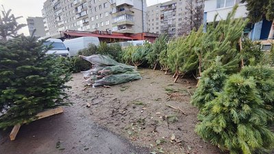 На ярмарках Луцька провели рейд: чи продавали сосни і ялинки з порушеннями На ярмарках Луцька провели рейд: чи продавали сосни і ялинки з порушеннями