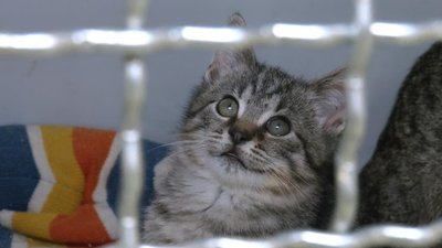 КП Ласка, стерилізація тварин у Луцьку
