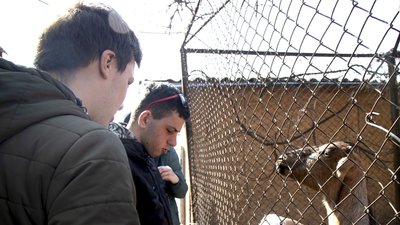 Павло показує своїм друзям як правильно годувати козу Павло показує своїм друзям як правильно годувати козу