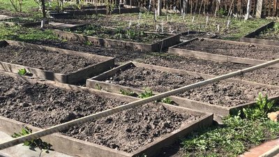 "Часте пікірування робить розсаду міцнішою", — городниця з Житомира Тетяна Ліневич "Часте пікірування робить розсаду міцнішою", — городниця з Житомира Тетяна Ліневич