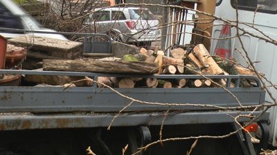 Дерево Хмельницький, дерева Хмельницький Дерево Хмельницький, дерева Хмельницький