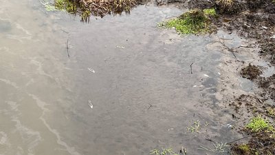 мертва риба мертва риба