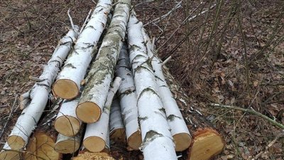 На Житомирщині понад 6 мільйонів гривень збитків завдано вирубкою дерев На Житомирщині понад 6 мільйонів гривень збитків завдано вирубкою дерев
