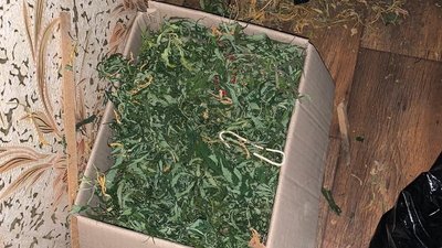 На Дніпропетровщині СБУ викрила нарколабораторію з канабісом на майже 6 мільйонів гривень На Дніпропетровщині СБУ викрила нарколабораторію з канабісом на майже 6 мільйонів гривень
