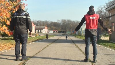 вівчарка Фріда та лабрадор Норіс вівчарка Фріда та лабрадор Норіс
