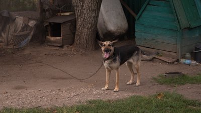 Собака на подвір'ї біля будки