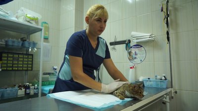 Рана у формі п'ятикутної зірки: травмовану кішку лікуватимуть два тижні Рана у формі п'ятикутної зірки: травмовану кішку лікуватимуть два тижні