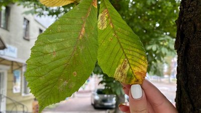 У Житомирі лікують каштани
