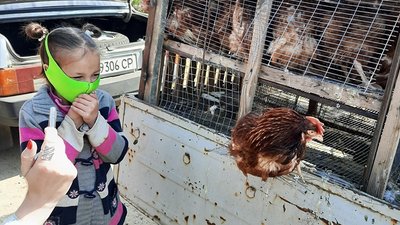 Курка замість яєць: проєкт херсонських волонтерів Курка замість яєць: проєкт херсонських волонтерів