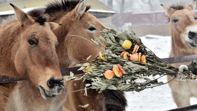 Яблучний сніданок у Київському зоопарку. Хто отримає ранкові смаколики Яблучний сніданок у Київському зоопарку. Хто отримає ранкові смаколики
