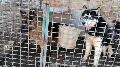 Жителька Кіровоградщини прихистила собак, яких лишають кропивничани та переселенці з інших міст