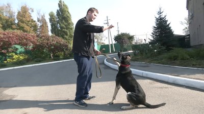 Врятував 32 життя: як живе собака-донор у харківському притулку Врятував 32 життя: як живе собака-донор у харківському притулку