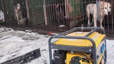 Зоозахисники планують відкрити в Ірпені "Пункт незламності" для тварин