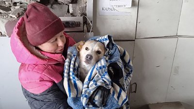 Під завалами зруйнованої РФ аптеки у Куп'янську на Харківщині врятували собаку