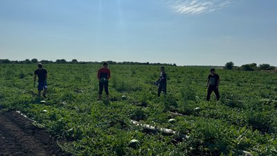 На Кіровоградщині почали збирати кавуни На Кіровоградщині почали збирати кавуни
