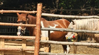 Евакуйовані тварини з "гарячих точок". Евакуйовані тварини з "гарячих точок".
