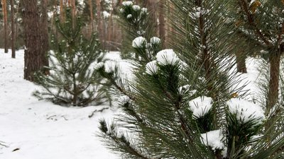 На Кіровоградщині найхолоднішим місяцем зими був січень, найтеплішим — грудень