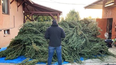 Судитимуть закарпатця, в помешканні якого знайшли 150 кг канабісу