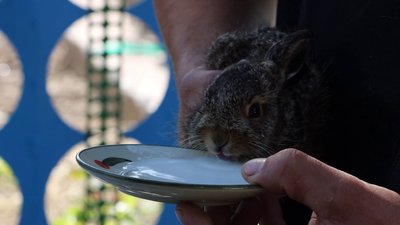 Врятоване зайченя. Як почувається і чому на Херсонщині горить трава