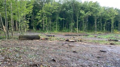 Надавав дозвіл на вирубку дерев: на Вінниччині посадовець лісгоспу завдав збитків державі на 50 млн грн