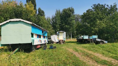 «Бджоли – це вже як хвороба»: пасічник з Полтавщини понад пів століття займається бджільництвом «Бджоли – це вже як хвороба»: пасічник з Полтавщини понад пів століття займається бджільництвом