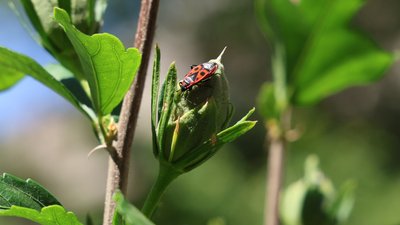 На Херсонщині 30 липня пройде короткочасний дощ із грозою