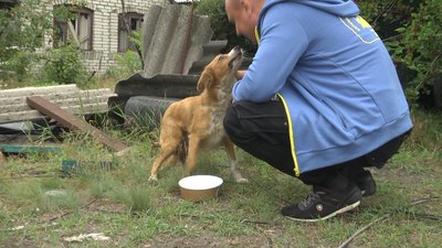 Годівниці корм безпритульні тварини волонтери допомога Святогірськ Донеччина Годівниці корм безпритульні тварини волонтери допомога Святогірськ Донеччина