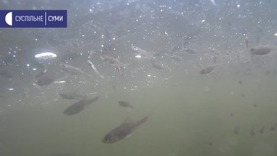 У Пслі під Сумами масово загинула риба. Екоінспекція взяла проби води У Пслі під Сумами масово загинула риба. Екоінспекція взяла проби води